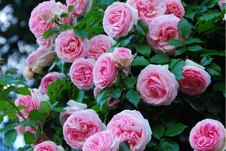 Роза плетистая пионовидная флорибунда «Пьер де Ронсар» – Удачный Росток