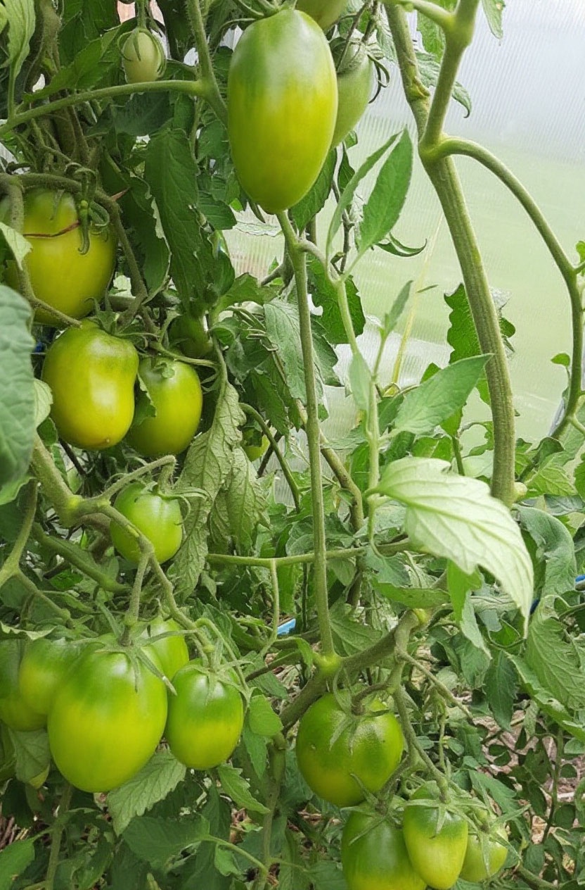 Томат Green Bombs