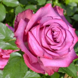 Блуберри