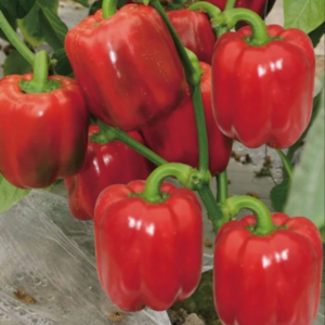 Перец сладкий Рубиновый кубок