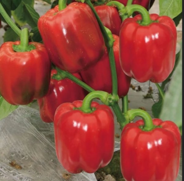 Перец сладкий Рубиновый кубок