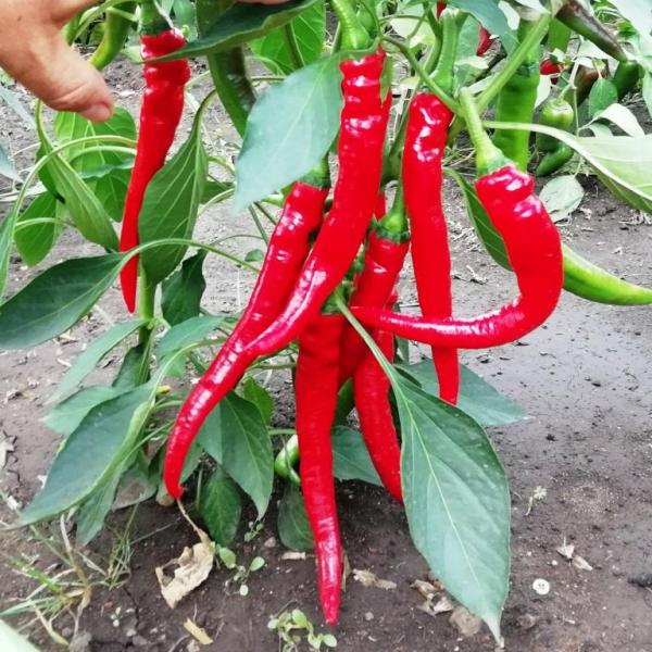 Перец Кайенский Длинный Джо - Joe’s Long Cayenne