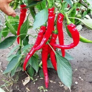 Перец Кайенский Длинный Джо - Joe’s Long Cayenne
