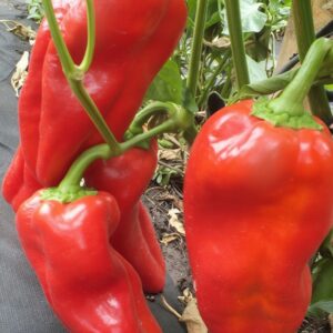 Маринкин язычек