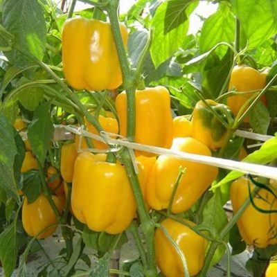 Перец сладкий Желтый колокол — изображение 2